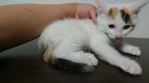 生後2ヶ月☆兄妹子猫②