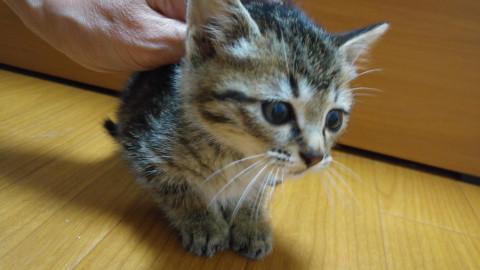 甘えん坊のキジトラちゃん