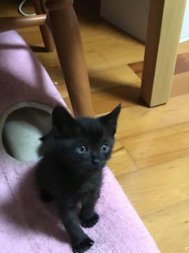 幸せを呼ぶ黒猫ちゃん！