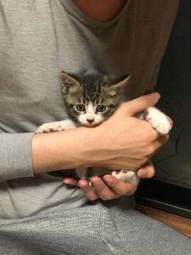 可愛い子猫
