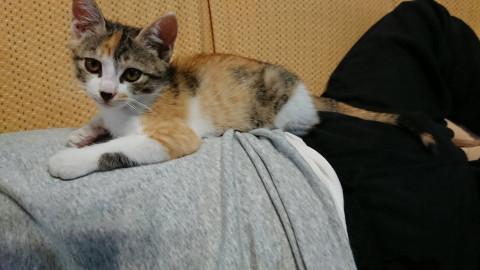 三毛ちゃんトライアル中です。