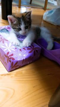 顔はキジちゃん？体は三毛猫ちゃん