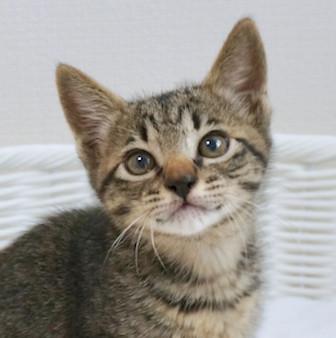 元気で可愛いぷくぷく子猫☆