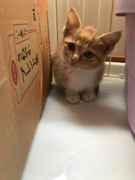 小さくて可愛い茶白の女の子