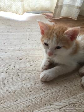 尻尾短め、おっとり茶白君