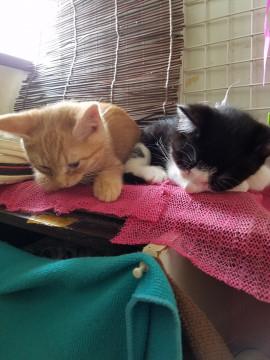 ２匹の子猫の里親さん募集してます