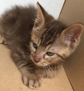 かわいい子猫です。