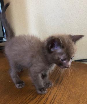 やんちゃな子猫です