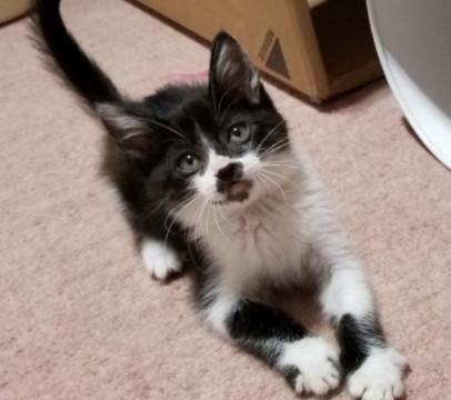 かわいい黒白おてんば娘