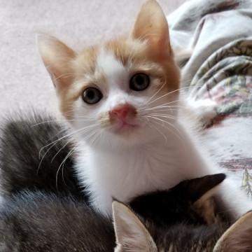 まるっとかわいい茶白ボーイ