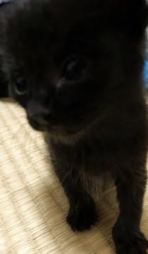 生後2週間弱の乳のみ子の黒猫ちゃん