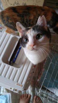 可愛い人馴れ三毛ちゃん