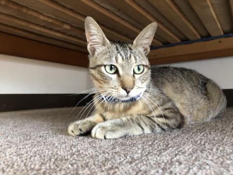 人が大好き小顔のキジ君