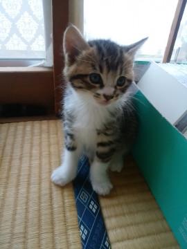 毛並みふわっふわ猫ちゃん