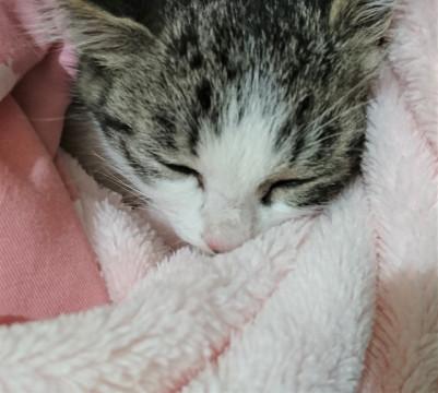 大きなお庭で生まれた小さな命