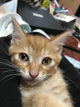 おじいちゃんがアメショーの茶トラの猫
