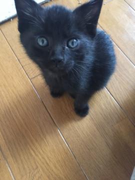 一人ぼっちで草むらにいた黒猫ちゃん