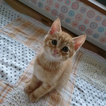 千葉県白井市/甘えん坊の男の子です