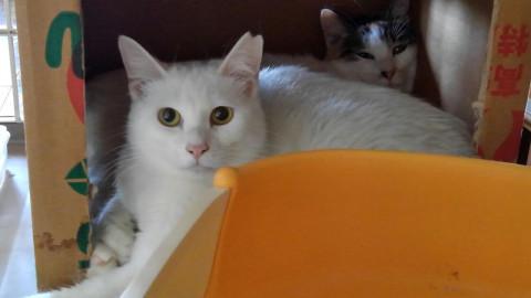 白猫　１０か月齢