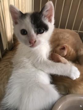 甘えん坊な白黒ちゃん