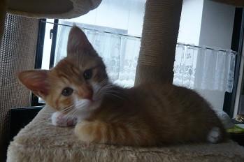 茶白ソックスの癒し系女の子