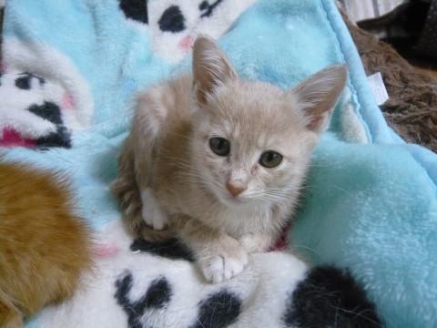 ベージュちゃん女の子