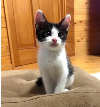 可愛いハチワレ仔猫ちゃん