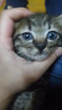 キジトラ 子猫