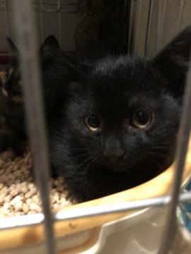 子猫 ♀ 里親募集