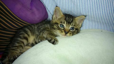 二日間外で頑張っていた子猫です。