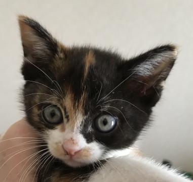 交渉中です！生後2か月弱4匹兄弟