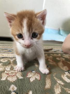 元気な子猫ちゃん