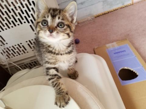 ふわふわまんまるかわいいチビキジちゃん