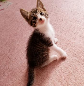 つぶらな瞳のかわいいチビキジちゃん