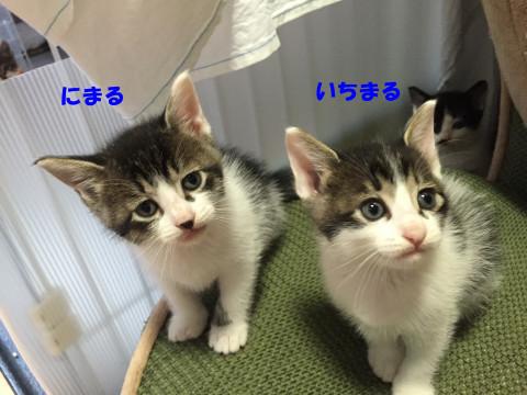 7兄妹のトップバッター“いちまる”です！