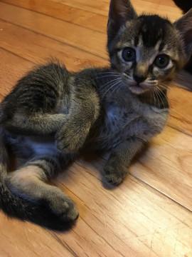 可愛い５匹兄弟 子猫(オス)