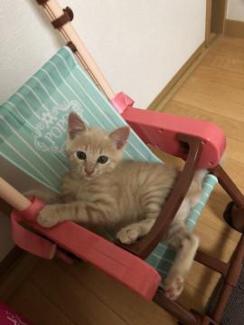 可愛い 茶とらのだいちゃん