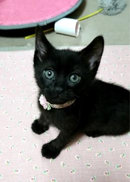 子猫生後2ヶ月