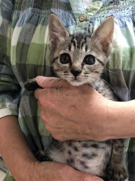 キュートなサバとら女子