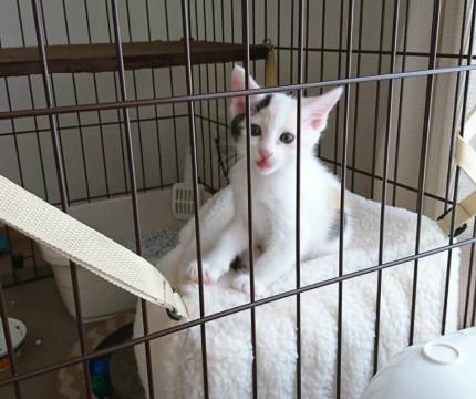 三毛猫ちゃん女の子