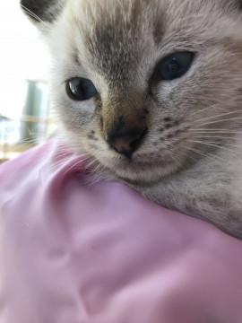 可愛いクリーム色の子猫