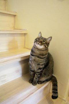 甘えん坊で懐っこく綺麗な顔のミカンちゃん