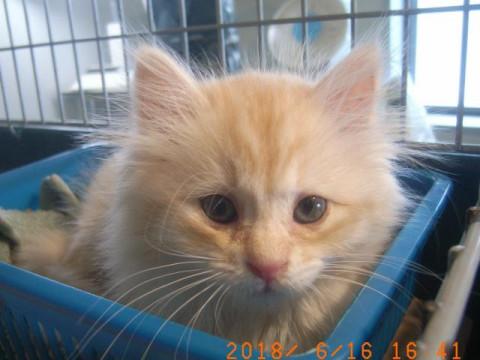 ゴロスリ長毛薄茶トラ仔猫ちゃん飼主様募集