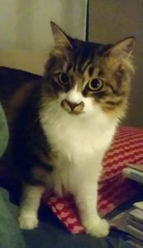 ☆トライアル中☆ノルウェージャン風♀☆