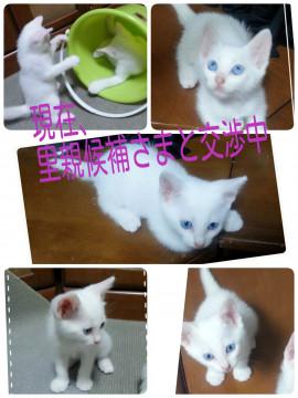 美人な白ちゃん