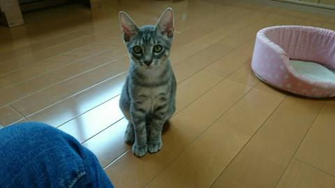 グレーのトラ模様　小太郎、お茶目で活発