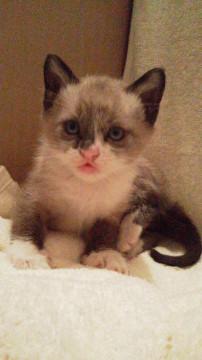 子猫の里親募集します。