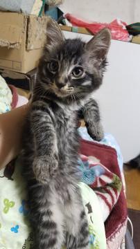 置き去りにされた猫達