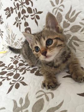 キジ猫きー君