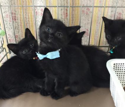 黒猫兄弟です♪
